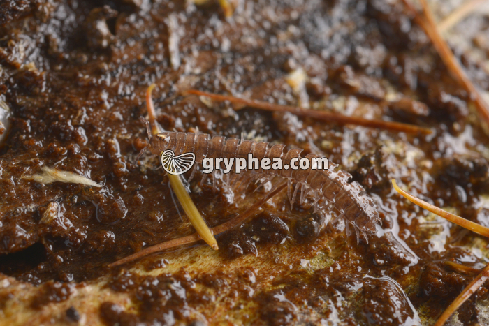 Polydesme (myriapode) - gryphea.com